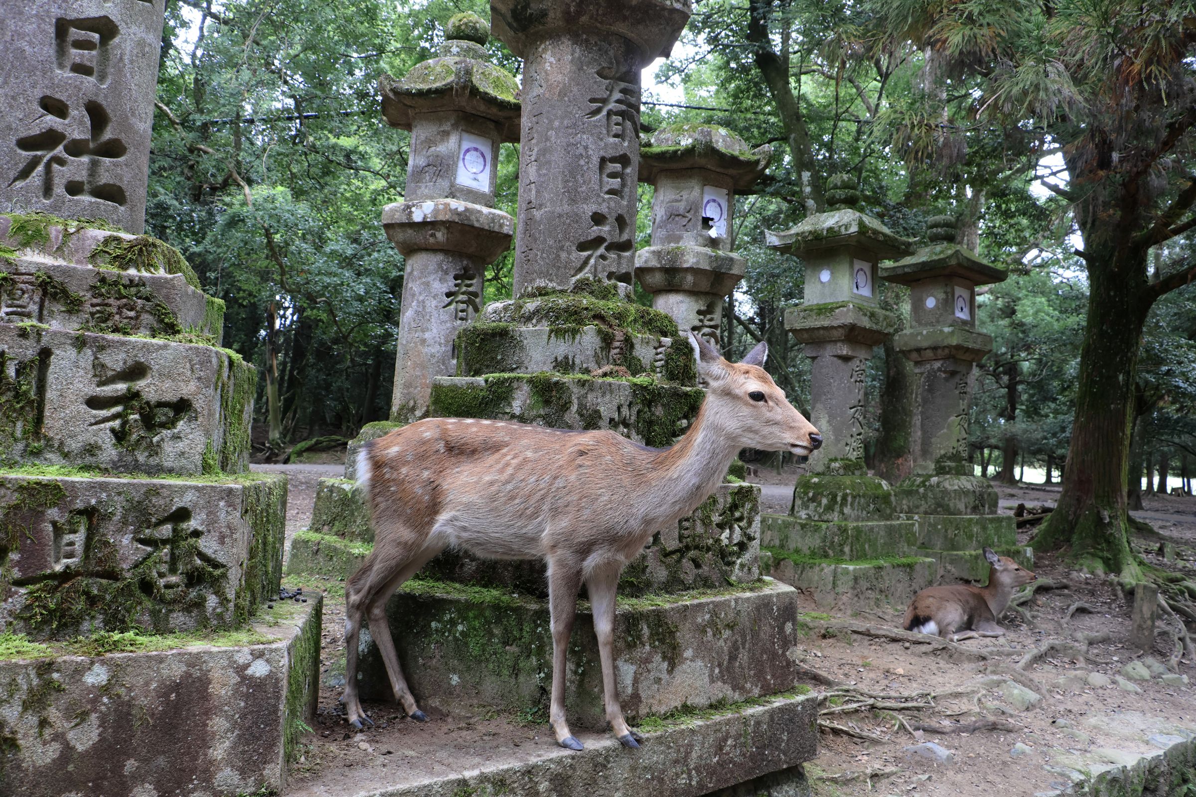 Tag 13 – Nara Tag 13 – Nara